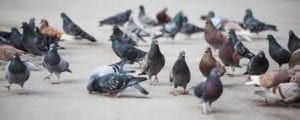 Pigeon m