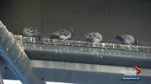 pigeons roosting on a metal beam. bird droppings 