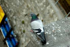 Penticton building owner ordered to clean up heaps of pigeon droppings