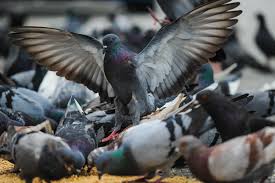 Pigeons Aren’t Bird-Brained, Can Understand Concepts Of Space, Time