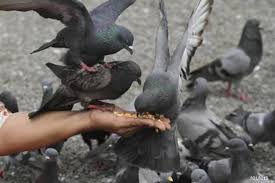 feeding pigeon