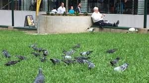 Pigeon Ban Leads To Conflict Of Interest Allegations In B.C. Community