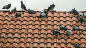 Humane Ways to Keep Pigeons Off Your Property