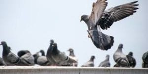 pigeon flock perching on roof