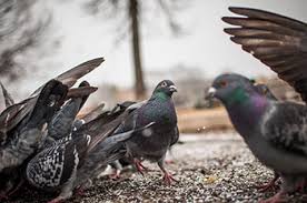 a flock of pigeons standing on droppings