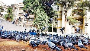 Pigeons are reservoirs of harmful bugs shown in study