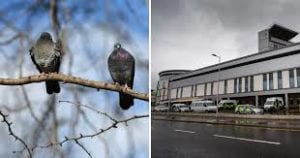 Passenger pigeon