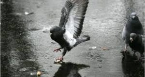 How Did the Pigeon Get to NYC?