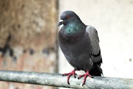 pigeon perched on a bar. 