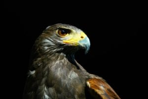 On Pigeon Patrol, Rufus the Hawk Rules the Skies Over Wimbledon