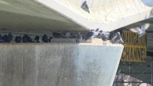 Pigeon droppings equate to 230 parked cars on bridge.
