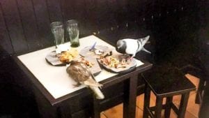 Brazen Pigeons feed off a table eating leftovers