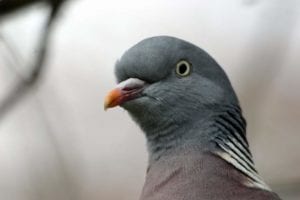 close up of a wild pigeon