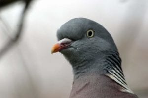 St Mark’s Square pigeons refuses…