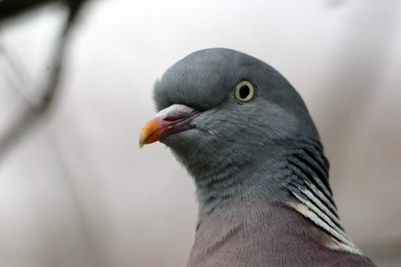 £2,000 court bill for woman who overfed pigeons and gulls