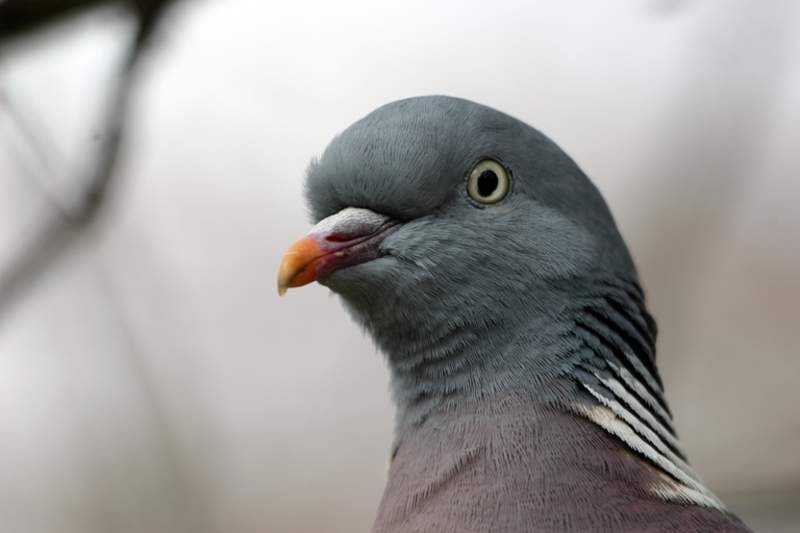 Family Life of Pigeons