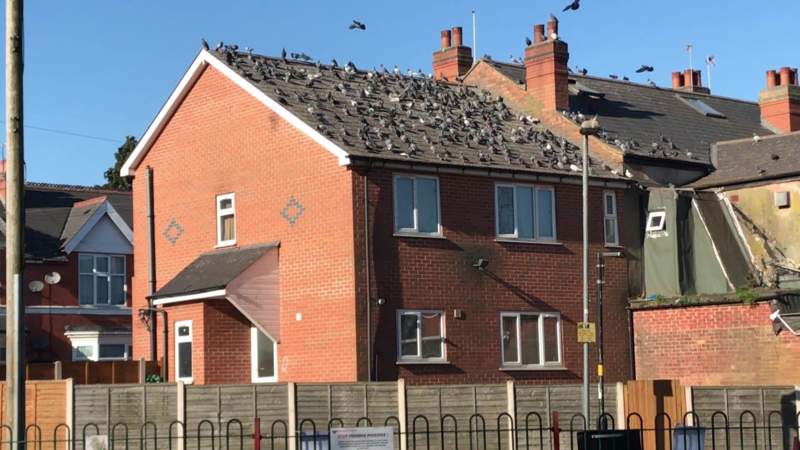 Derelict house could help target problem pigeons