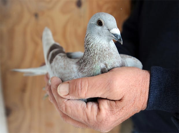 A pigeon is caressed in a hand