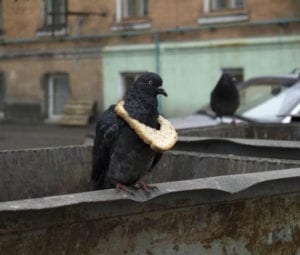 Pigeon with a bread necklace. A new symbol of wealth among pigeon flocks. 