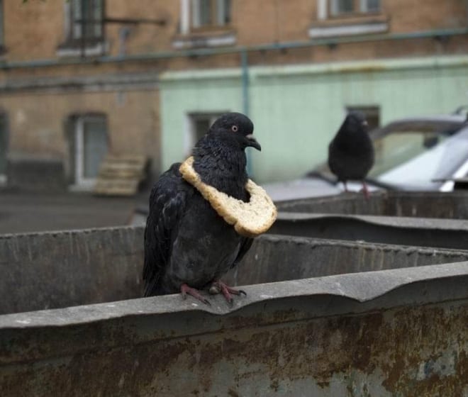 Pigeon with a bread necklace. A new symbol of wealth among pigeon flocks.