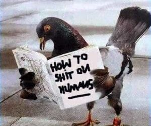 Pigeon Has Poop Problem