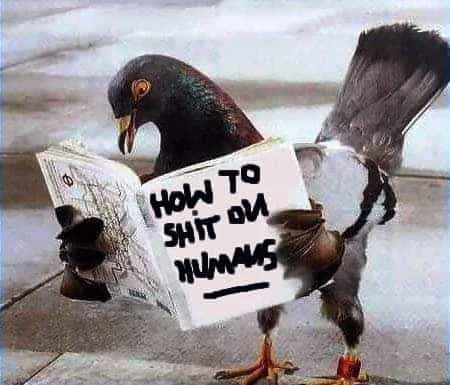 pigeon poop problems