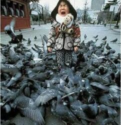 Bacteriological survey of feces from feral pigeons in Japan.