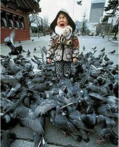 Bacteriological survey of feces from feral pigeons in Japan.