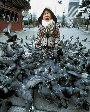 Pigeons in japan