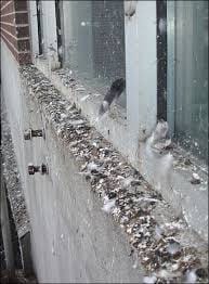 Pigeon feces on building