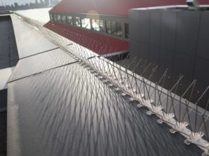 pigeon spikes