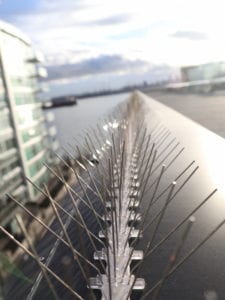 Vancouver pigeon spikes