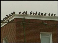 pigeon on edge of building