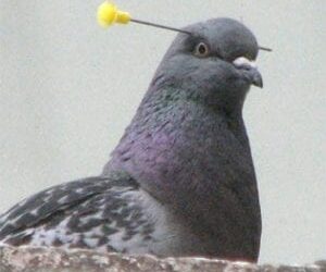 Pigeon Sniper may face charges