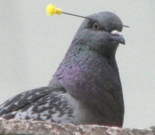 A backyard pigeon ban that goes to the heart of good government