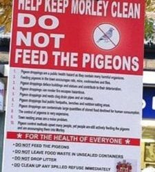 Town Council agrees pigeons cull