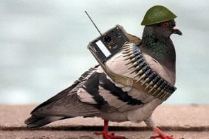 remote-controlled homing pigeons