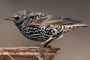 How did starling populations become so large?