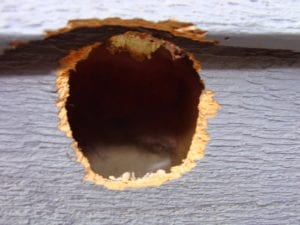 woodpecker problems