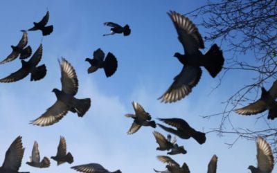 How can I get rid of pigeons?