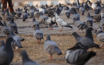 Pigeon Habitat