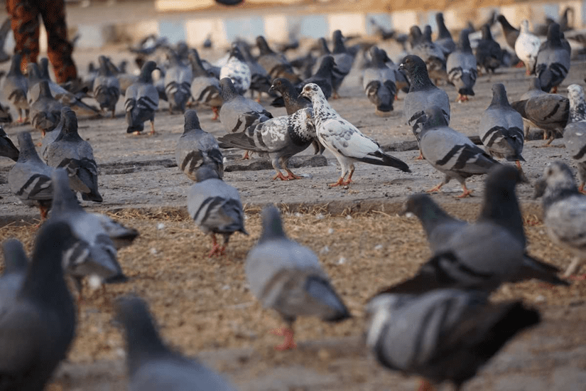 Pigeon Habitat