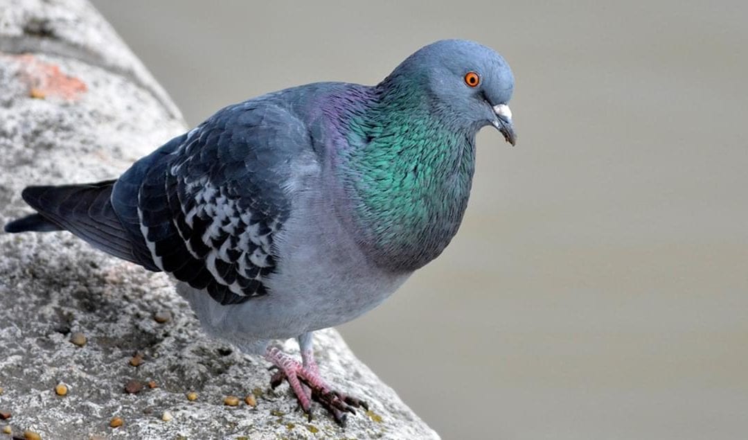 What To Do About Annoying Pigeons