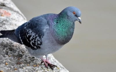 Testing pigeon control efficiency by different methods in urban industrial areas, Hungary