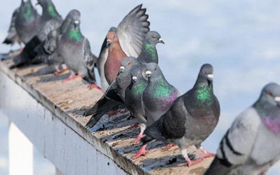 Pigeon dung problem grows in Alaska town