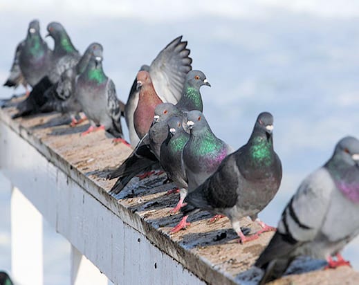 Pigeon dung problem grows in Alaska town