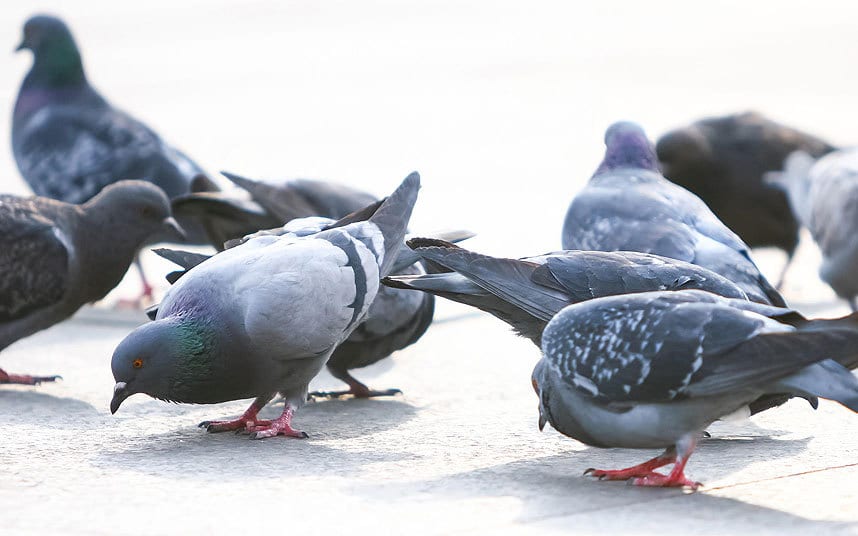 Pigeon Behavior & Predators