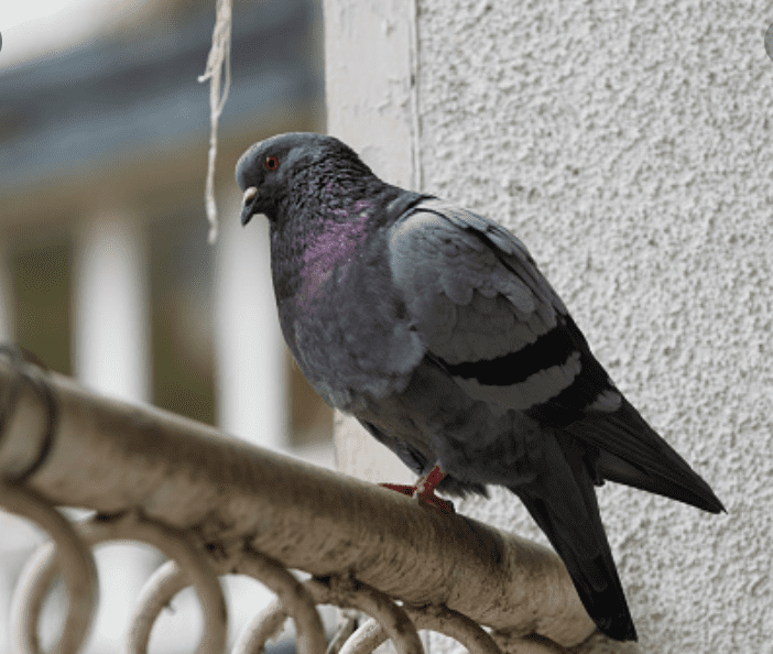 Expel Pigeons From Your Balcony