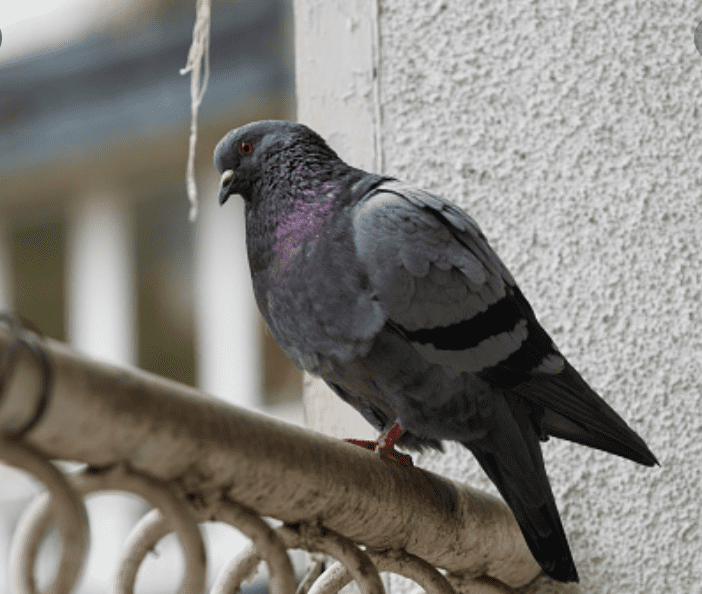 ‘Like Finding a Unicorn’: Researchers Rediscover the Black-Naped Pheasant-Pigeon, a Bird Lost to Science for 140 Years