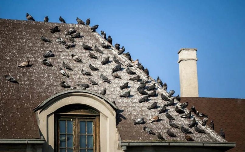 The Danger of Pigeon Droppings